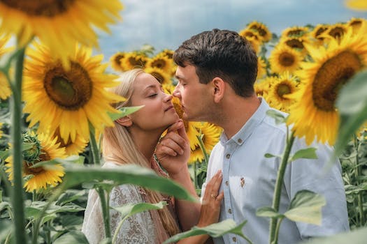 My Lover Is A Sunflower